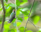 Broad-Billed Hummingbird