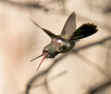 Broad-Billed Hummingbird