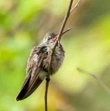 Broad-Billed Hummingbird