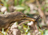 American Bittern
