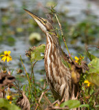 American Bittern