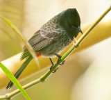 Red-Vented Bulbul