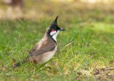 Red-Whiskered Bulbul