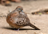 Zebra Dove