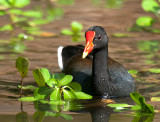 Hawaiian Moorhen