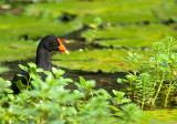Hawaiian Moorhen