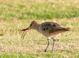 Bristle-Thighed Curlew