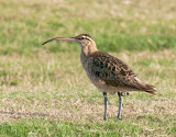 Bristle-Thighed Curlew