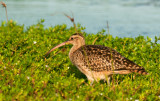 Bristle-Thighed Curlew