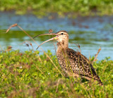 Bristle-Thighed Curlew