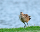 Bristle-Thighed Curlew