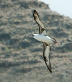 Laysan Albatross