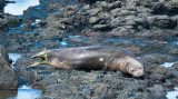 Monk Seal