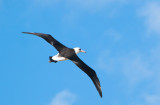 Laysan Albatross