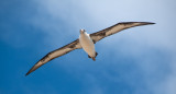 Laysan Albatross