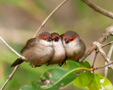 Common Waxbil