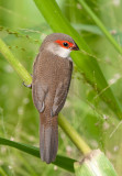 Common Waxbil