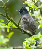 Red-vented Bulbul