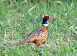Ring-necked Pheasant