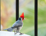 Red-crested Cardinal
