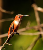 Rufous Hummingbird