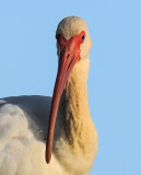 White Ibis