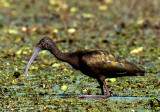 White-faced Ibis