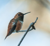 Rufous Hummingbird