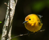 Prothonotary Warbler