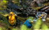 Prothonotary, Indigo Bunting, Northern Parula