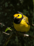 Hooded Warbler