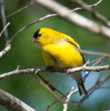 American Goldfinch