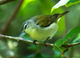 Tennessee Warbler