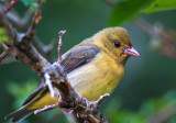 Scarlet Tanager