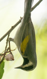 Golden-winged Warbler
