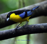Blue Winged Mountain Tanager