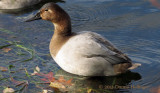 Immature Canvasback At Fresh Pond Reservoir