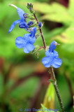 Fairy Blue Flowers