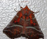 Scoliopterix libatrix