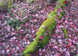 Red Leaves Opposite Mossy Log