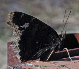 Mourning Cloak Butterfly