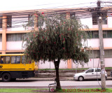 Tree Beset with Electrical Wires