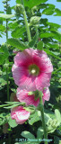 Annis Hollyhocks, just looked at these photos today!