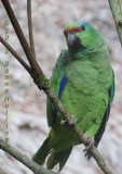 Mr. Raul The  Festive Parrot