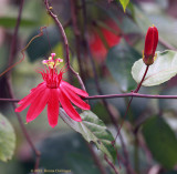 Red Passion Flowers