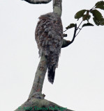 Body feather pattern of Great Potoo