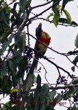 Lettered Aracari Toucan in Cecropia Tree