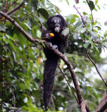 Monk Saki Monkey (Pithecia monachus)