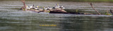 Large Billed Terns on a log