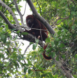 Red Howler Monkey